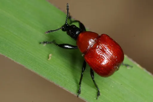 Leaf-Rolling Weevil