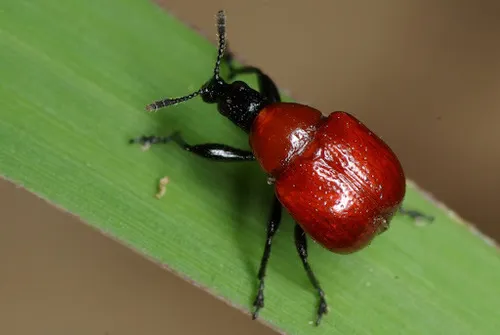 Leaf-Rolling Weevil - photo 3