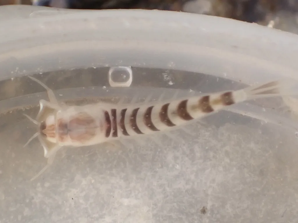 Homoeoneuria alleni - photo 2