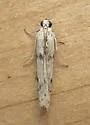 Homoeosoma ardaloniphas - Hodges#5944.4