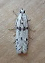 Homoeosoma ardaloniphas - Hodges#5944.4 - photo 3