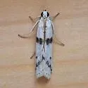 Homoeosoma ardaloniphas - Hodges#5944.4 - photo 5