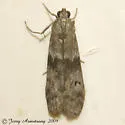 Homoeosoma asylonnastes - Hodges#5937.1