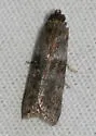 Homoeosoma asylonnastes - Hodges#5937.1 - photo 2