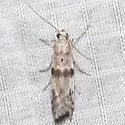 Homoeosoma asylonnastes - Hodges#5937.1 - photo 3