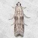 Homoeosoma asylonnastes - Hodges#5937.1 - photo 4