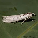 Homoeosoma deceptorium - Hodges#5944 - photo 2