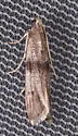 Homoeosoma deceptorium - Hodges#5944 - photo 4