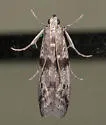Homoeosoma deceptorium - Hodges#5944 - photo 5
