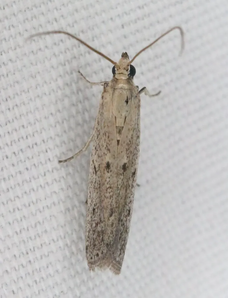 American Sunflower Moth - photo 2