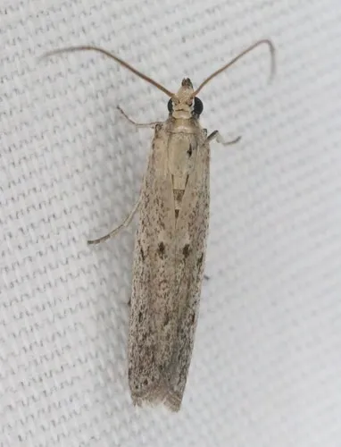American Sunflower Moth - photo 4