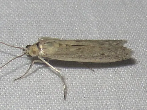 American Sunflower Moth - photo 6