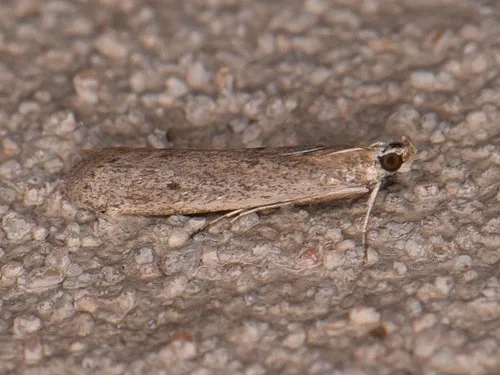 American Sunflower Moth - photo 8