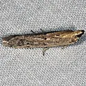 Sunflower moth - Hodges#5935