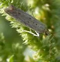 Sunflower moth - Hodges#5935 - photo 2