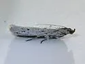 Homoeosoma illuviella - Hodges#5939