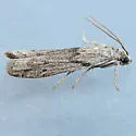 Homoeosoma impressalis - Hodges#5942 - photo 3