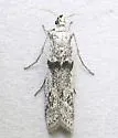 Homoeosoma impressalis - Hodges#5942 - photo 4