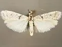 Homoeosoma parvalbum - Hodges#5938.1 - Homoeosoma parvalbum