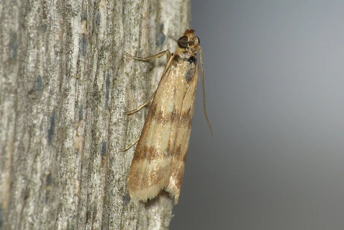Homoeosoma sinuella - photo 3