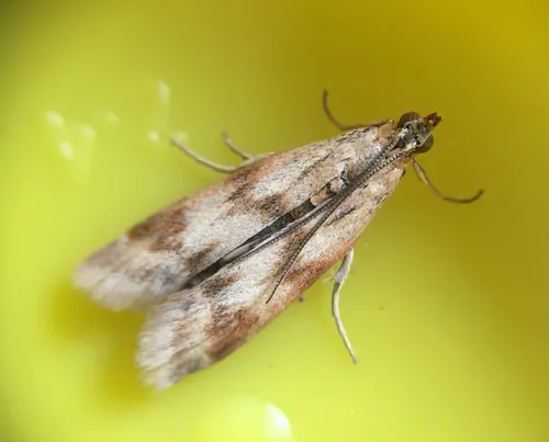 Homoeosoma sinuella - photo 4