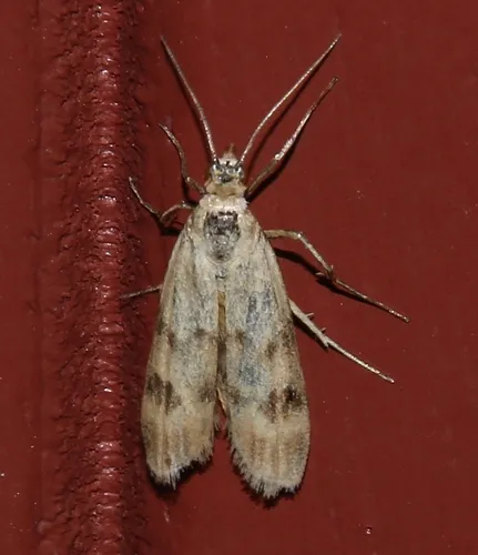 Homoeosoma sinuella - photo 7