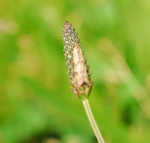 Homoeosoma sinuella - photo 8