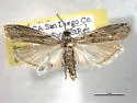 Homoeosoma striatellum - Hodges#5937