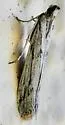 Homoeosoma striatellum - Hodges#5937 - photo 3