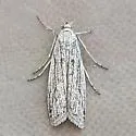 Homoeosoma striatellum - Hodges#5937 - photo 5