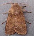 Homoglaea californica - Hodges#9880