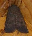Homoglaea californica - Hodges#9880 - photo 2