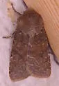 Homoglaea californica - Hodges#9880 - photo 3