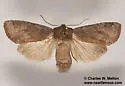 Homoglaea californica - Hodges#9880 - photo 5