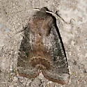 Homoglaea carbonaria - Hodges#9883