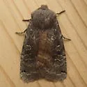 Homoglaea carbonaria - Hodges#9883 - photo 3