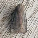 Homoglaea carbonaria - Hodges#9883 - photo 4