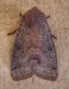 Homoglaea carbonaria - Hodges#9883 - photo 5