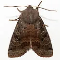 Homoglaea dives - Hodges#9882 - photo 4