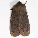 Goat Sallow - Hodges#9881