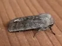 Goat Sallow - Hodges#9881 - photo 3