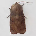 Goat Sallow - Hodges#9881 - photo 4