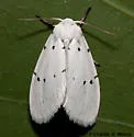 Homolagoa grotelliformis - Hodges#9043 - photo 2