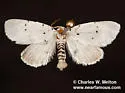 Homolagoa grotelliformis - Hodges#9043 - photo 4