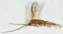 Homolobus truncator - photo 4