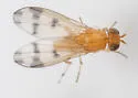 Homoneura americana