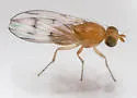 Homoneura americana - photo 2