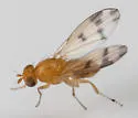 Homoneura americana - photo 3