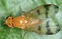 Homoneura americana - photo 4