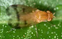 Homoneura americana - photo 5